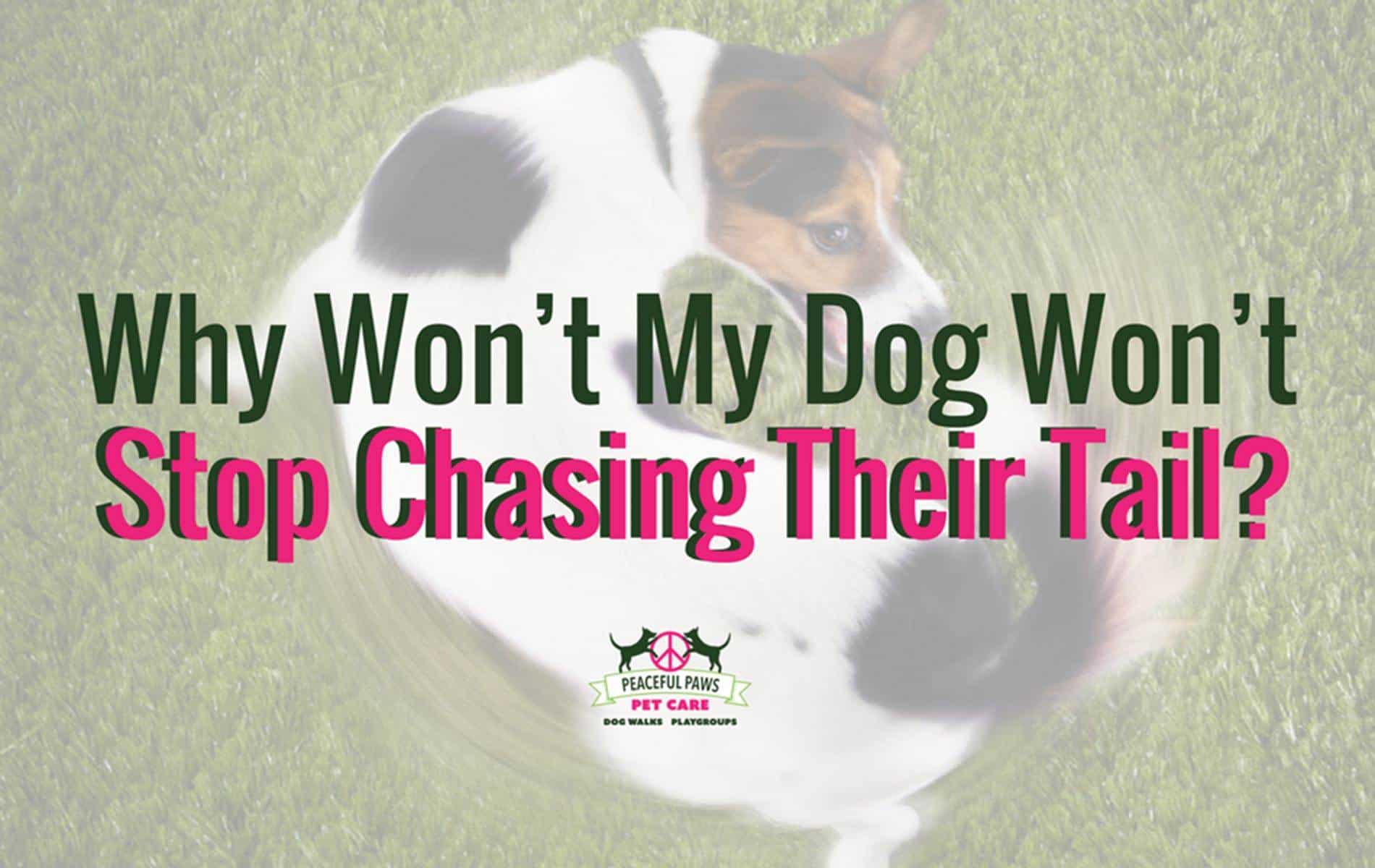 Why Won T My Dog Stop Chasing Their Tail Peaceful Paws Pet Care