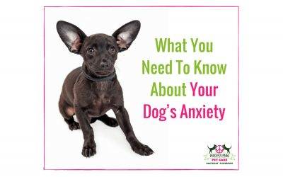 What You Need To Know About Your Dog’s Anxiety