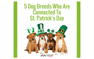 5 Dog Breeds Who Are Connected To St. Patrick’s Day