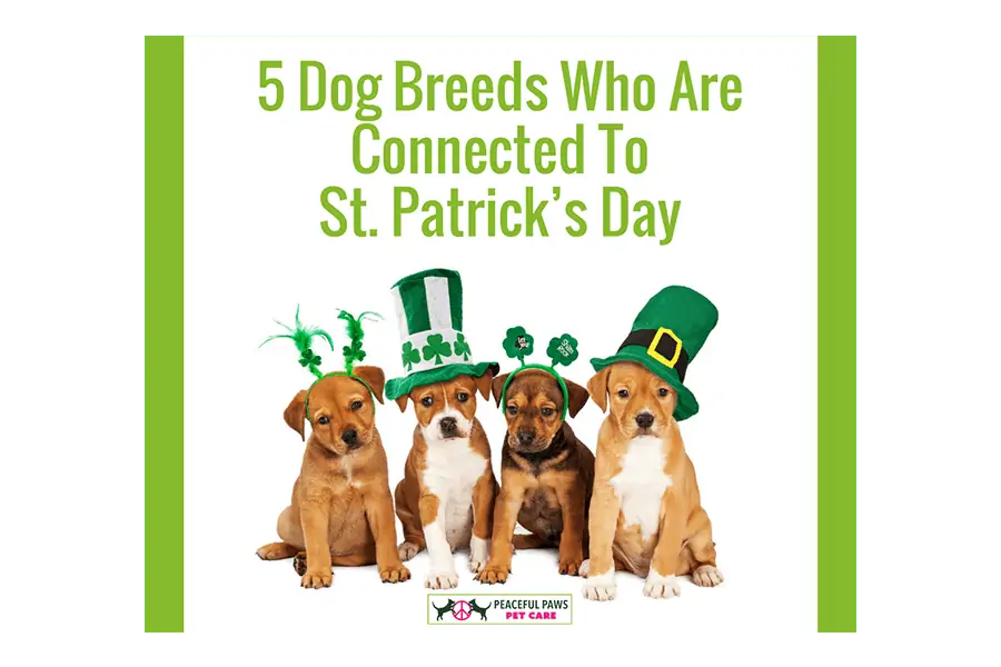 5 Dog Breeds Who Are Connected To St. Patrick’s Day