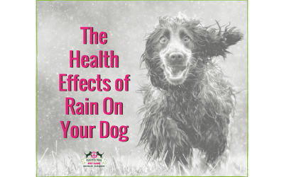 The Health Effects of Rain On Your Dog
