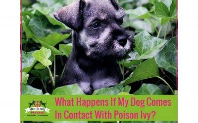 What Happens If My Dog Comes In Contact With Poison Ivy?