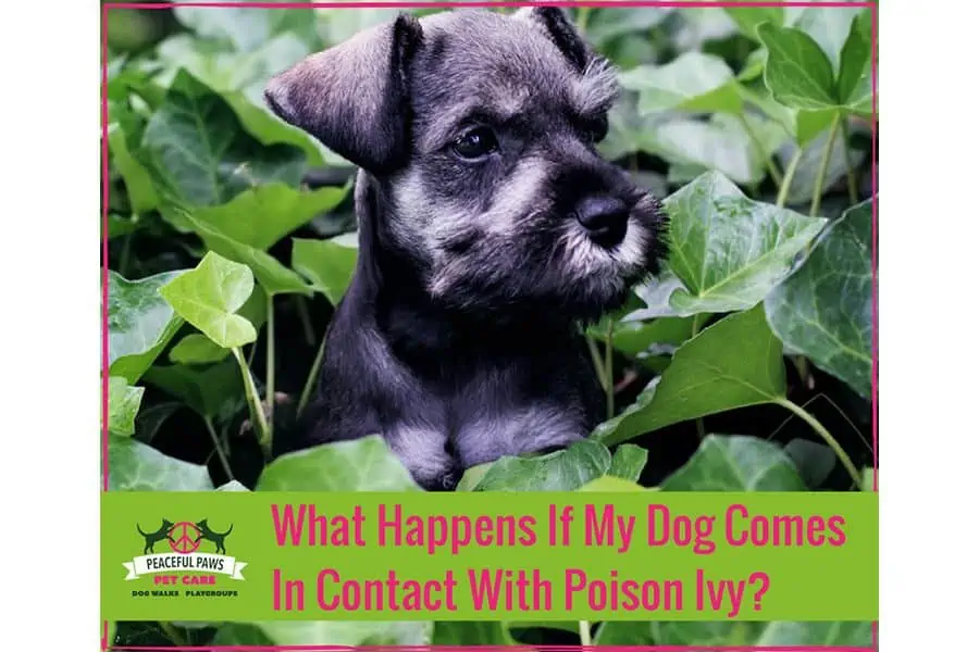 What Happens If My Dog Comes In Contact With Poison Ivy?
