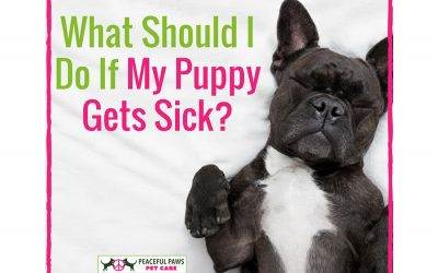 What Should I Do If My Puppy Gets Sick?