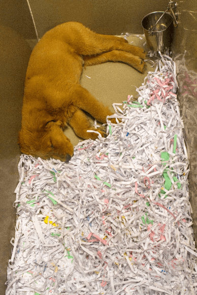  Notice these puppies are required to lay on shredded paper or a cold metal floor