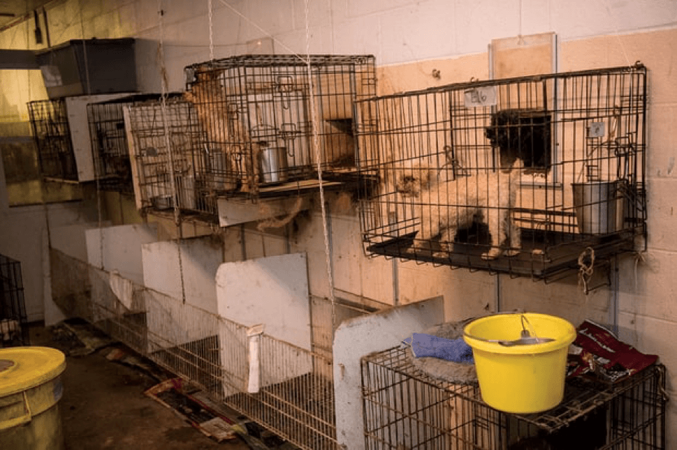 Dogs were found in small cages during the raid on Patricia Yates' puppy mill in Cabarrus County, North Carolina. Meredith Lee