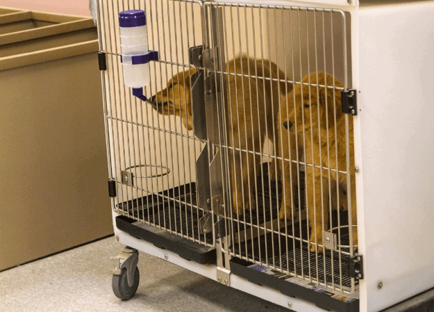  two large breed puppies crammed into a wire cage with a gerbil water bottle