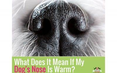 What Does It Mean If My Dog’s Nose Is Warm?