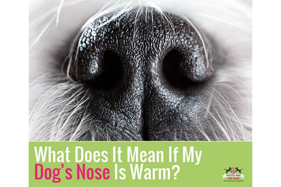 What Does It Mean If My Dog’s Nose Is Warm?