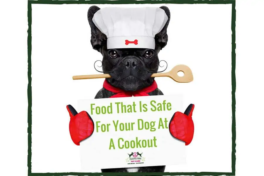 Food That Is Safe For Your Dog At A Cookout