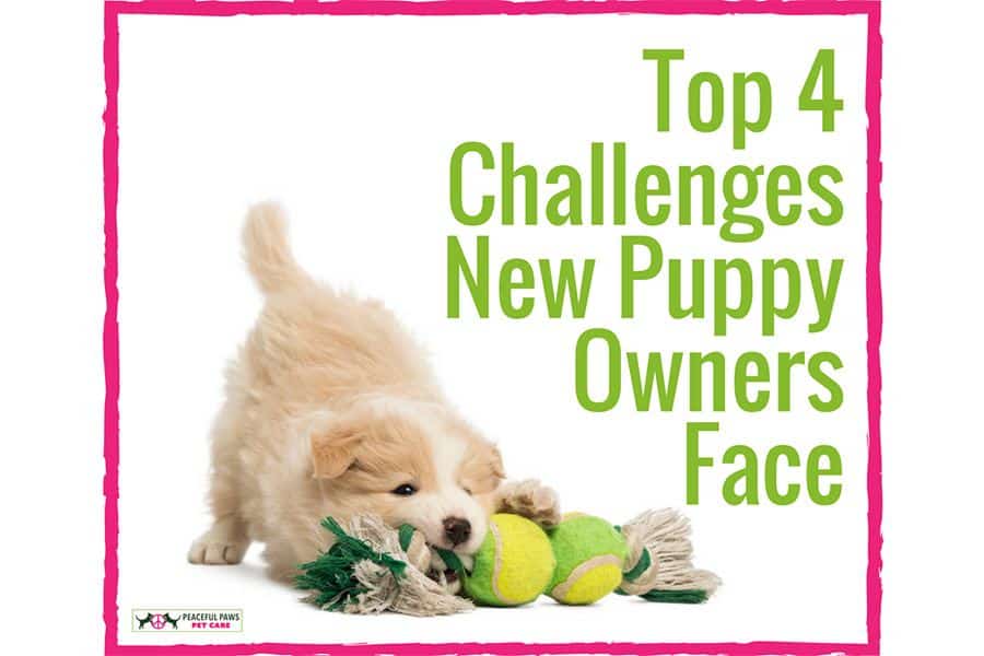 Top 4 Challenges New Puppy Owners Face