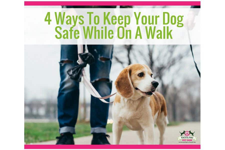 Top 4 Ways To Keep Your Dog Safe When On A Walk