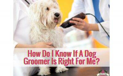 How Do I Know If A Dog Groomer Is Right For Me?