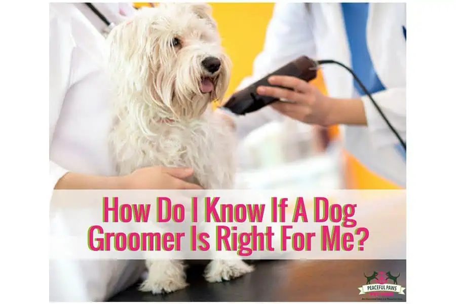 How Do I Know If A Dog Groomer Is Right For Me?
