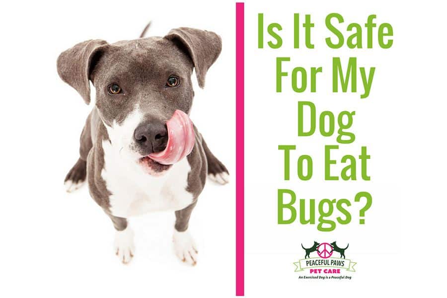 Is It Safe For My Dog To Eat Bugs?