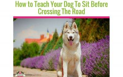How To Teach Your Dog To Sit Before Crossing The Road