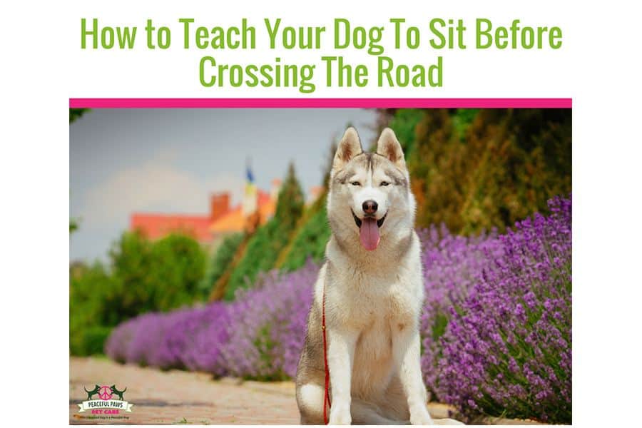 How To Teach Your Dog To Sit Before Crossing The Road