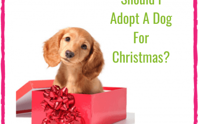 Should I Adopt A Dog For Christmas
