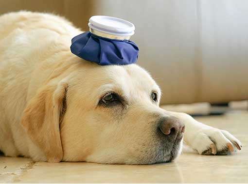Pet CPR and First Aid classes