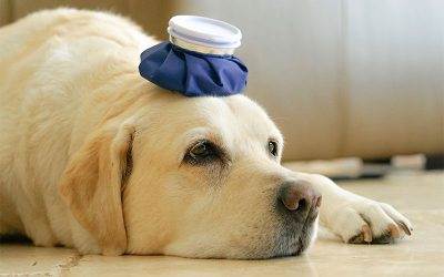 Ways To Tell If Your Dog Is Sick