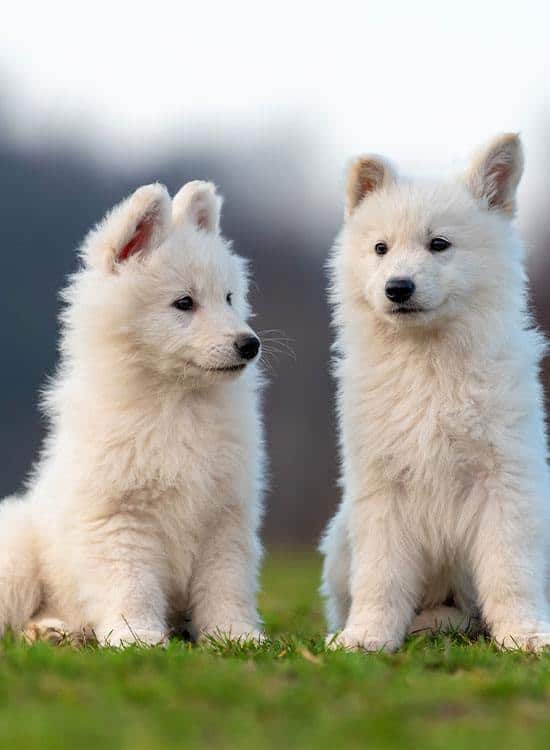 Puppy Preschool
