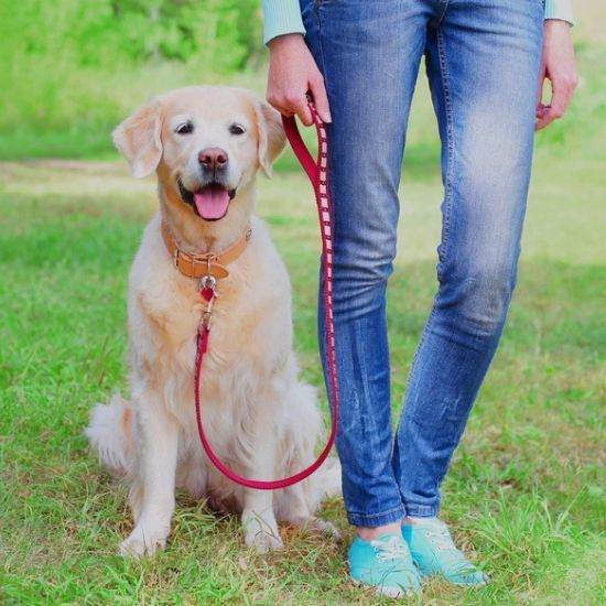 Walk this Way: Better Leash Control in 10 days