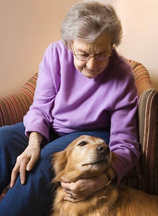Therapy Dog Training Course and Certification